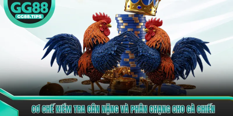 Trường Gà Thomo (Campuchia) Mang Đến Trận Đấu Đẳng Cấp
