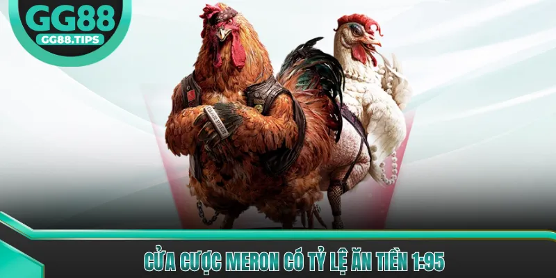 Cược Gà Chiến - Hướng Dẫn Cơ Bản Cho Người Mới 2026