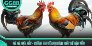 Đá Gà GG88 - Tổng Hợp Kiến Thức Cơ Bản Cho Người Mới 2026
