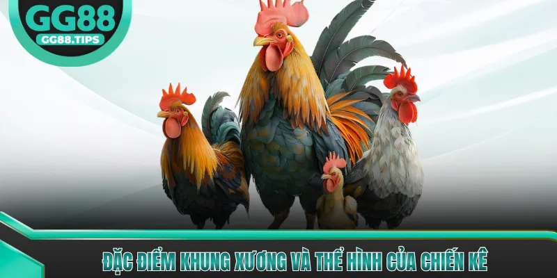 Đá Gà Đòn - Kỹ Thuật Chọn Giống Và Huấn Luyện Gà 2026