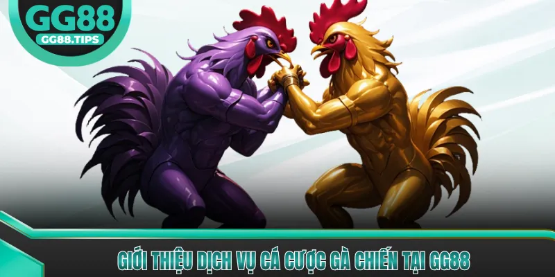 Cược Gà Chiến - Hướng Dẫn Cơ Bản Cho Người Mới 2026