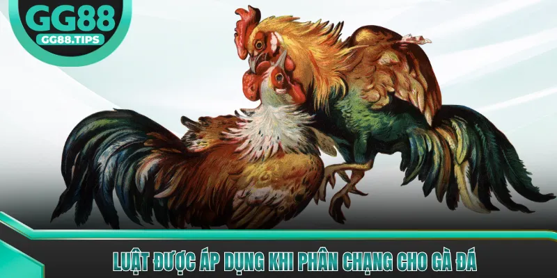 Đá Gà Cựa Sắt - Trải Nghiệm Đá Gà Kịch Tính Nhất 2026