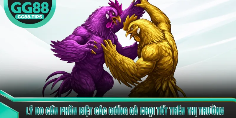 Phân Biệt Các Giống Gà Chọi Tốt Nhất Hiện Nay 2026