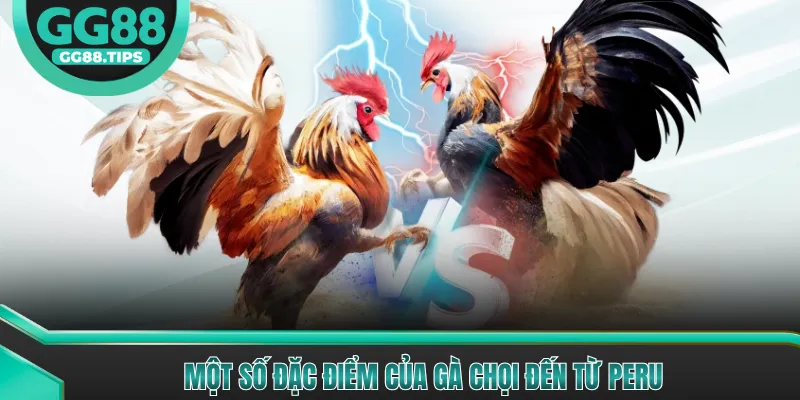 Phân Biệt Các Giống Gà Chọi Tốt Nhất Hiện Nay 2026