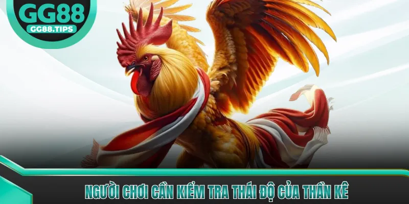 Đá Gà GG88 - Tổng Hợp Kiến Thức Cơ Bản Cho Người Mới 2026