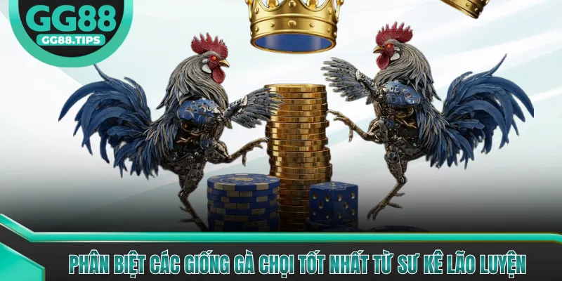 Phân Biệt Các Giống Gà Chọi Tốt Nhất Hiện Nay 2026