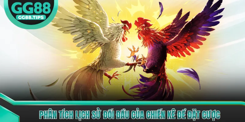 Cược Gà Chiến - Hướng Dẫn Cơ Bản Cho Người Mới 2026