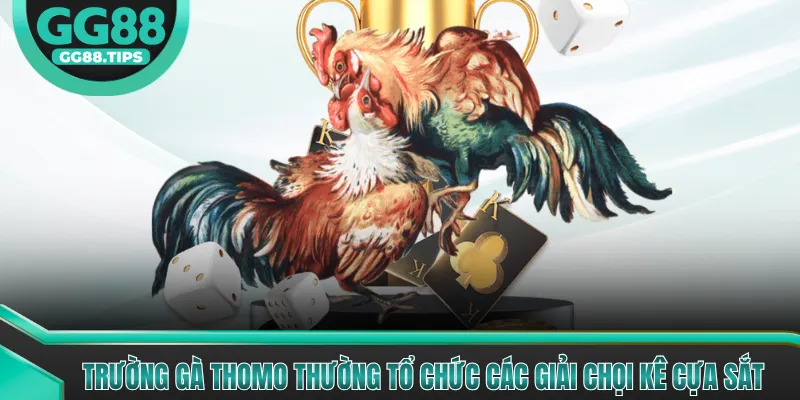 Trường Gà Thomo (Campuchia) Mang Đến Trận Đấu Đẳng Cấp